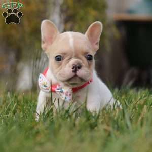 Angela, French Bulldog Puppy